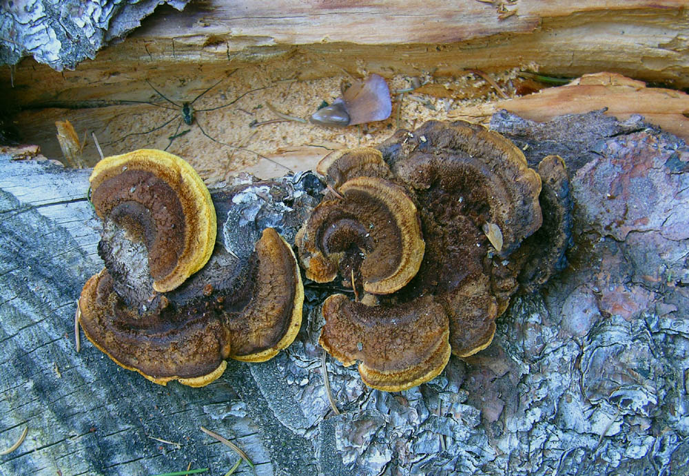 Gloeophyllum sepiarium (Wulfen) P. Karst